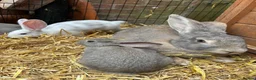 Continental Giant rabbits for sale: Continental Giant Baby Rabbits - Advert 9