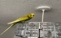 Budgerigars birds for sale: Free giveawayMale tamed budgie  - Image 1