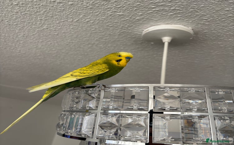 Budgerigars birds - Advert 13