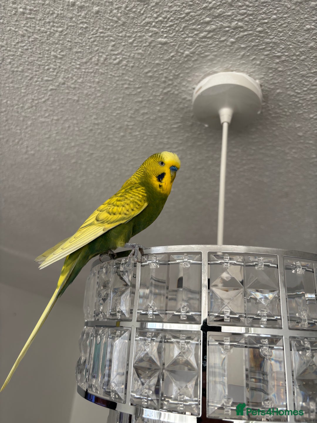 Budgerigars birds for sale: Free giveawayMale tamed budgie  - Image 1