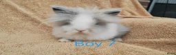 Lionhead rabbits for sale: Double mane lionhead rabbits - Advert 11
