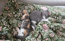 Mixed Breed cats for sale: 2 kittens  - Image 1