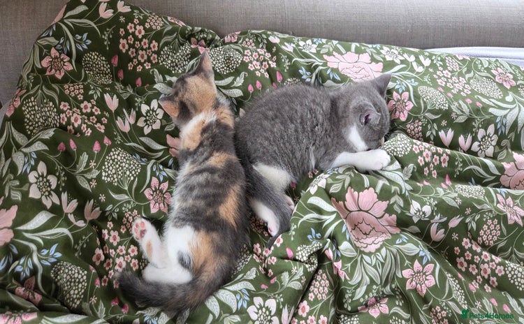 Mixed Breed cats - Advert 1
