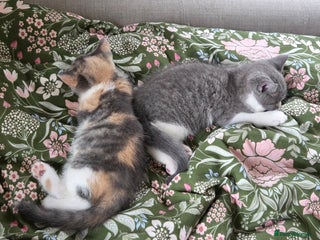 Mixed Breed cats - Advert 34