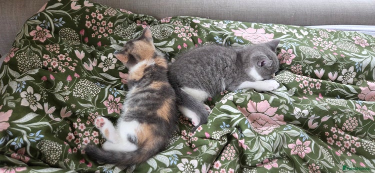 Mixed Breed cats - Advert 1