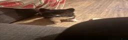 Akita dogs for sale: Beautiful Chunky American Akita Puppies - Advert 11