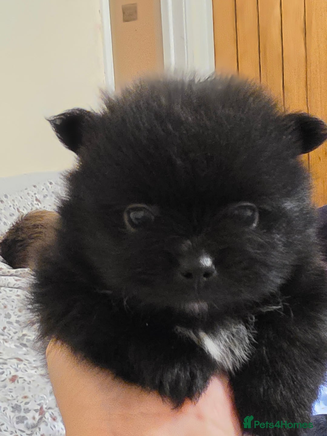 Pomeranian dogs for sale: Hello - Advert 9