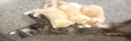 Domestic Shorthair cats for sale: Ginger baby kittens in Stoke-on-Trent - Advert 4