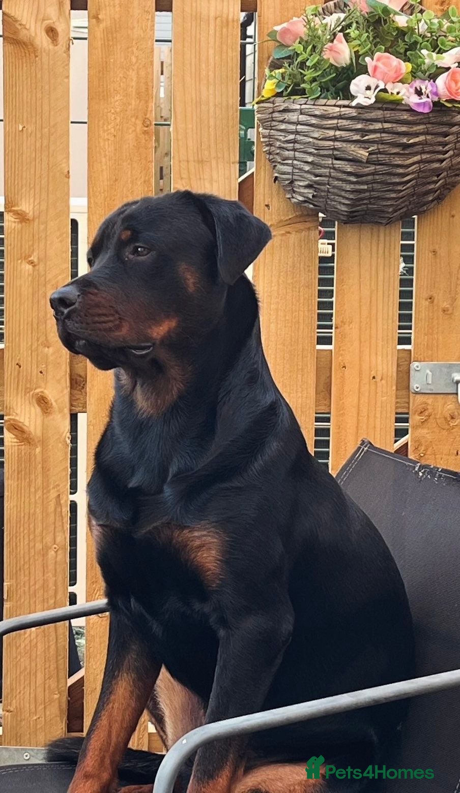 Rottweiler dogs 2 Year Rottweiler Male Needing Rehomed - Advert 1