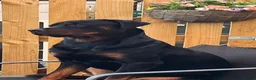 Rottweiler dogs for sale: 2 Year Rottweiler Male Needing Rehomed - Advert 1