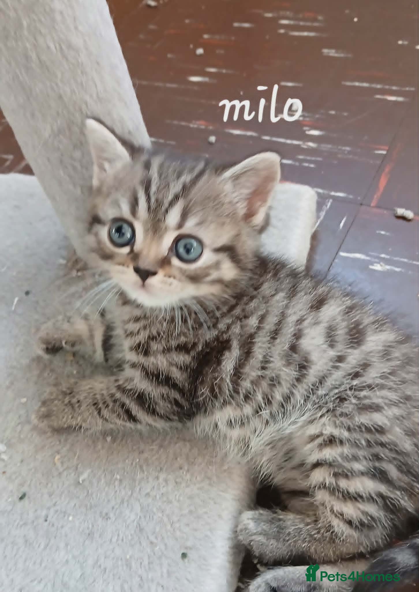 Mixed Breed cats Mixed breed kittens . - Advert 15