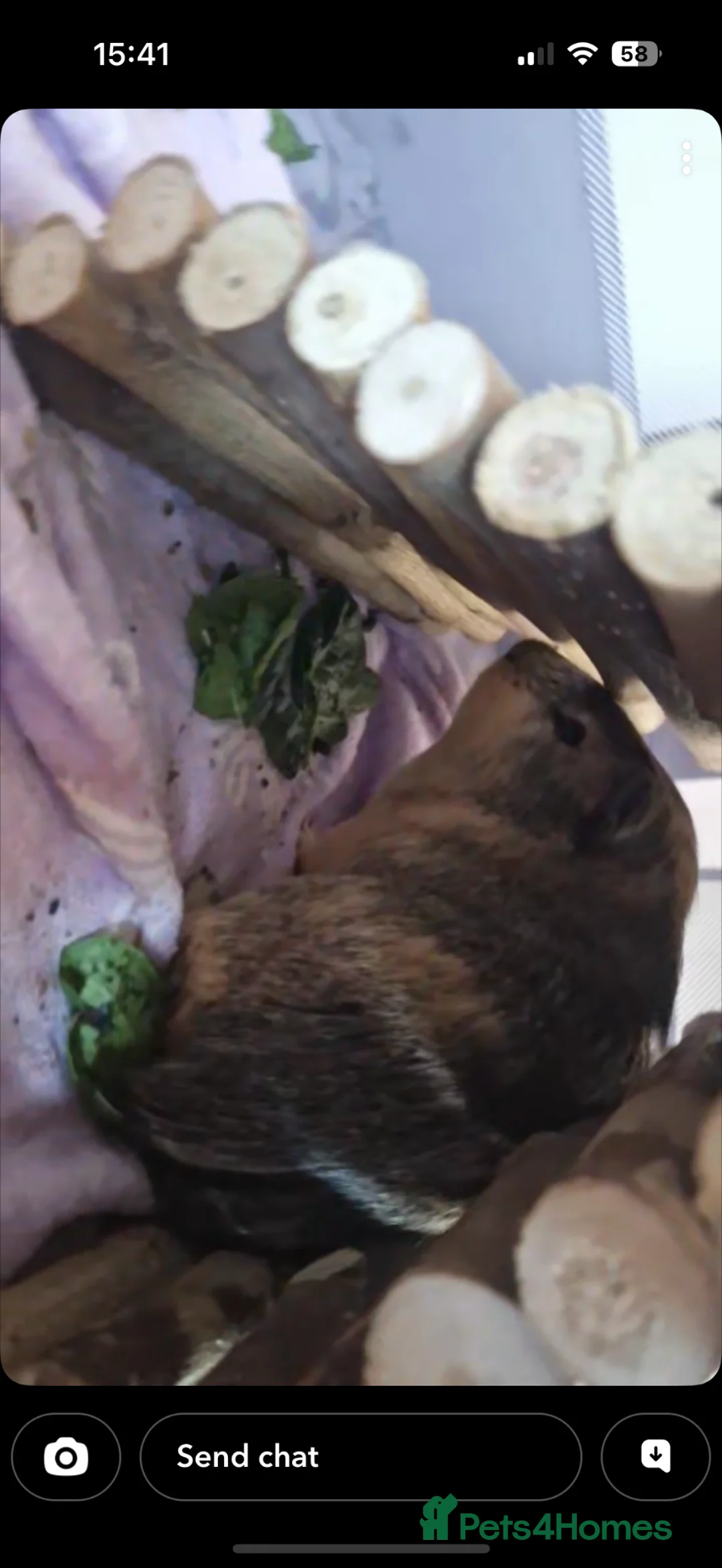 Guinea Pig rodents for sale: Need gone ASAP2x Male guinea pig and cage  - Advert 3