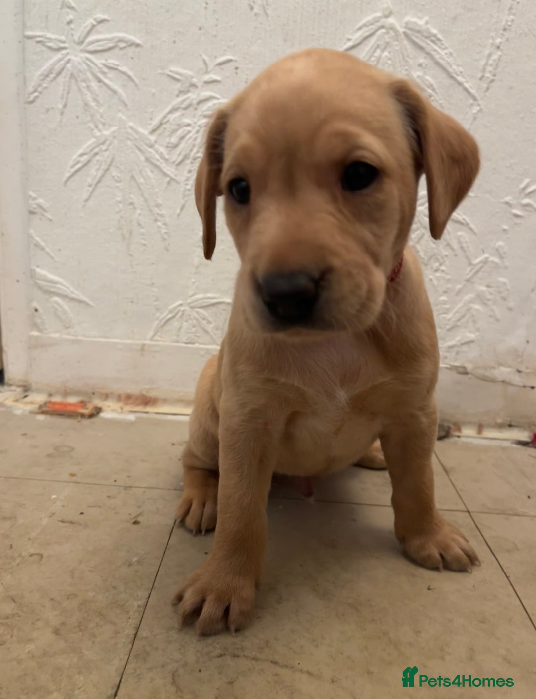 Labrador Retriever dogs for sale: KC Registered Fox Red and Yellow Labrador Puppies  - Advert 13