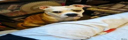 Alapaha Blue Blood Bulldog dogs for sale: Beautiful, 18 month Alapaha, pure breed  - Advert 7