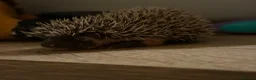 Pygmy Hedgehog rodents for sale: Baby Pygmy Hedgehogs for Sale - Advert 9