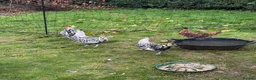Chickens poultry for sale: Silver appenzeller Quartet - Advert 2
