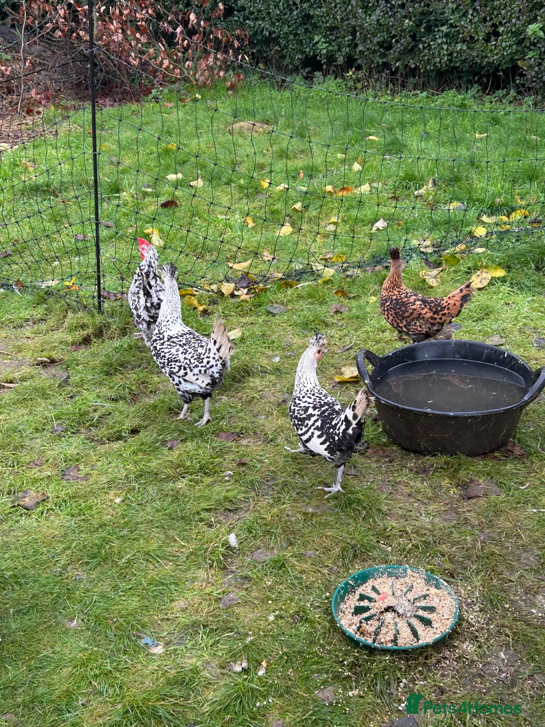 Chickens poultry for sale: Silver appenzeller Quartet - Advert 2