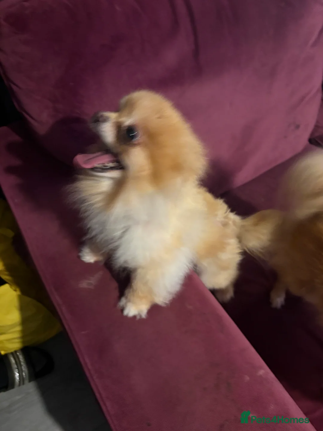 Pomeranian dogs for sale: Roxy  - Advert 3