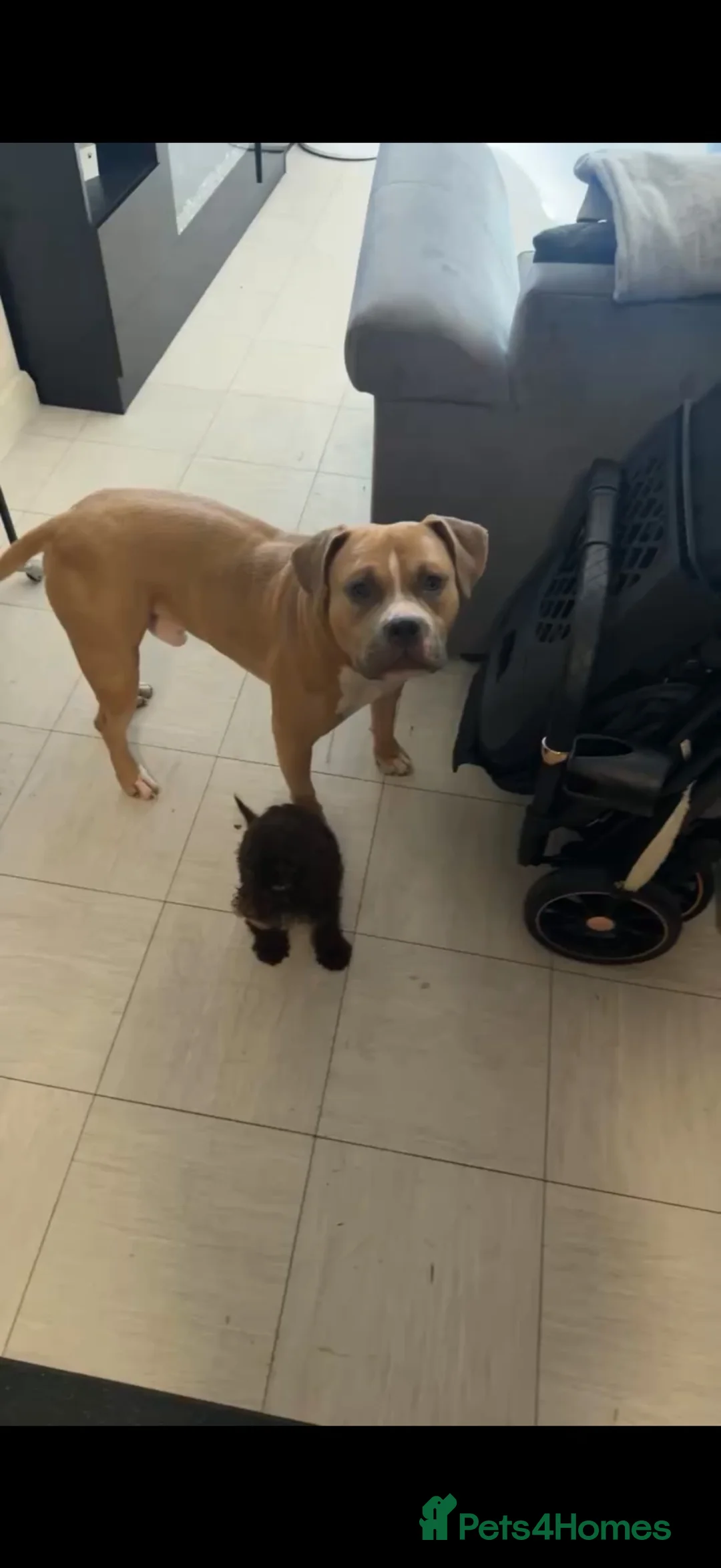 Mixed Breed dogs for sale: 2 year old puppy staff mix for sale  - Advert 2