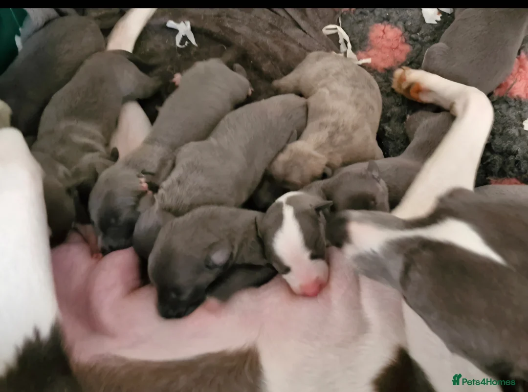 Whippet dogs for sale: Pedigree Whippet Blue Puppies - Advert 9