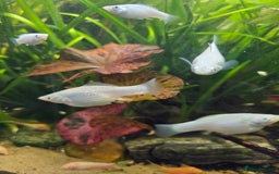 Mollies fish for sale: Mollie Fry - Image 2