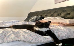 Maine Coon cats for sale: Two lovely Main coon boys - Image 3