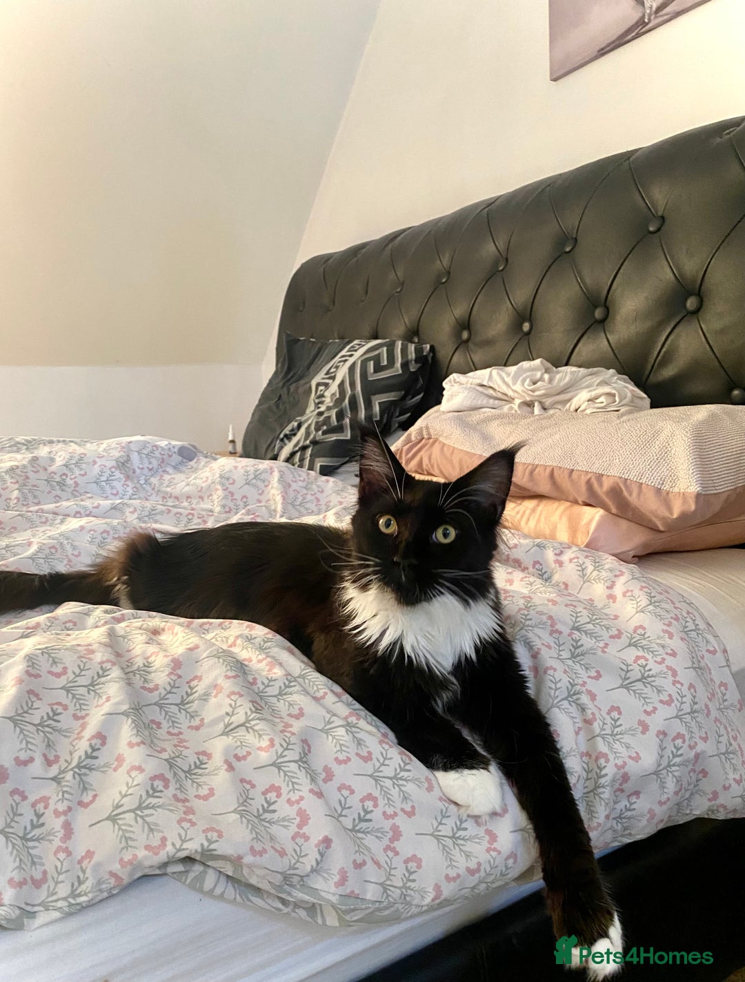 Maine Coon cats for sale: Two lovely Main coon boys - Image 3
