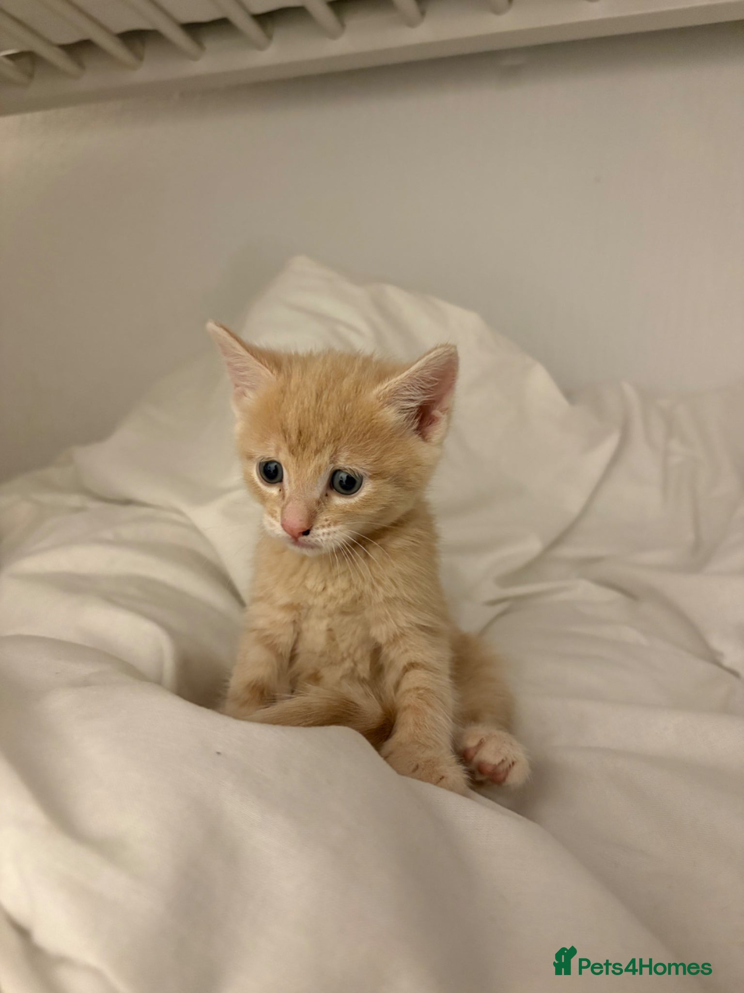 Bengal cats Very cute and active bengal kittens - Advert 9