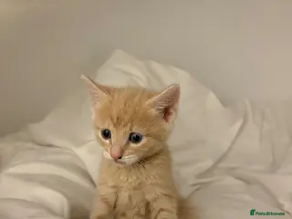 Bengal cats Very cute and active bengal kittens - Advert 9