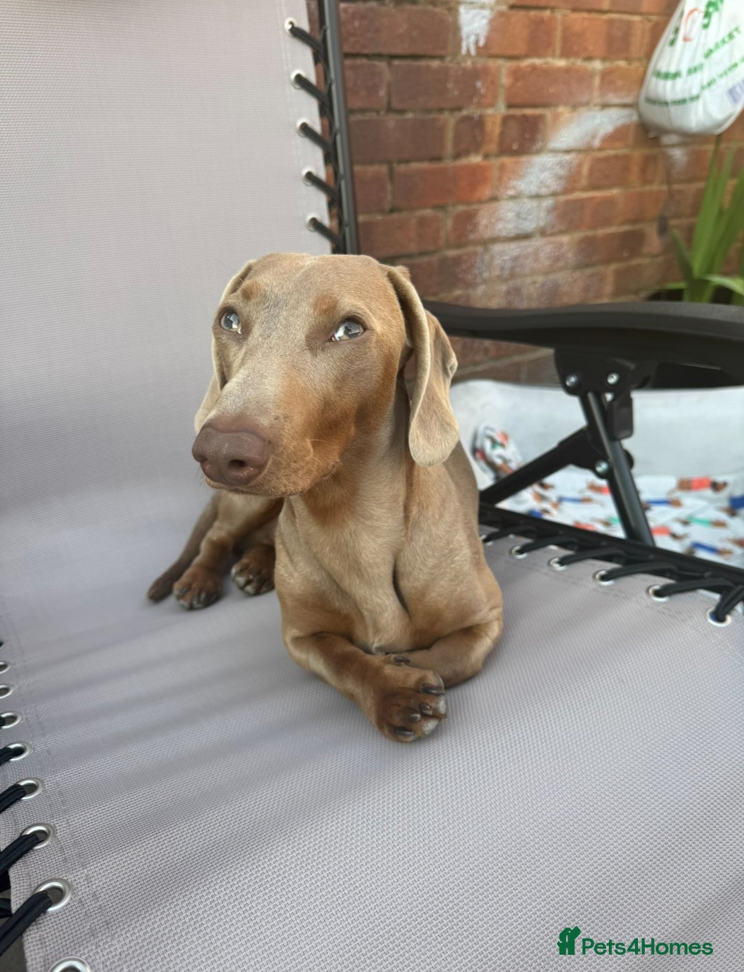 Miniature Dachshund dogs for stud: Isabella miniature dachshund (stud) - Advert 3
