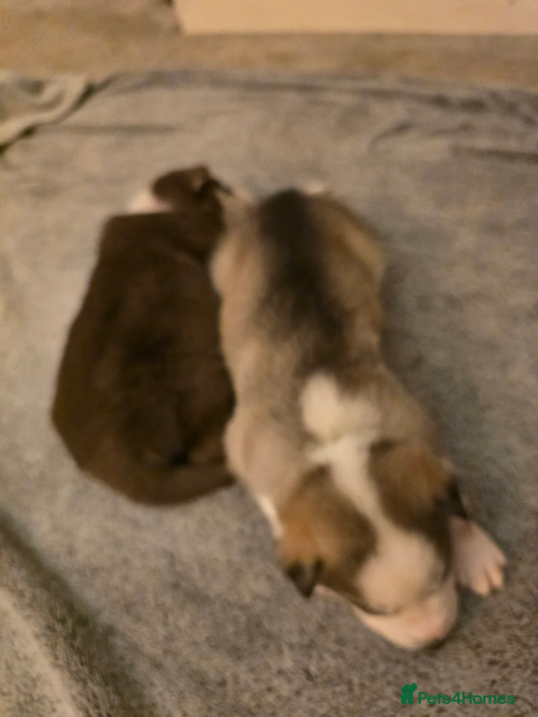 Siberian Husky dogs for sale: Husky puppies  - Advert 29