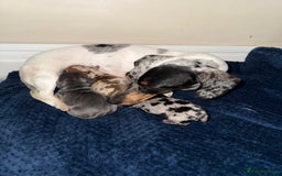 Miniature Dachshund dogs for sale: Miniature daschund puppies - Image 12