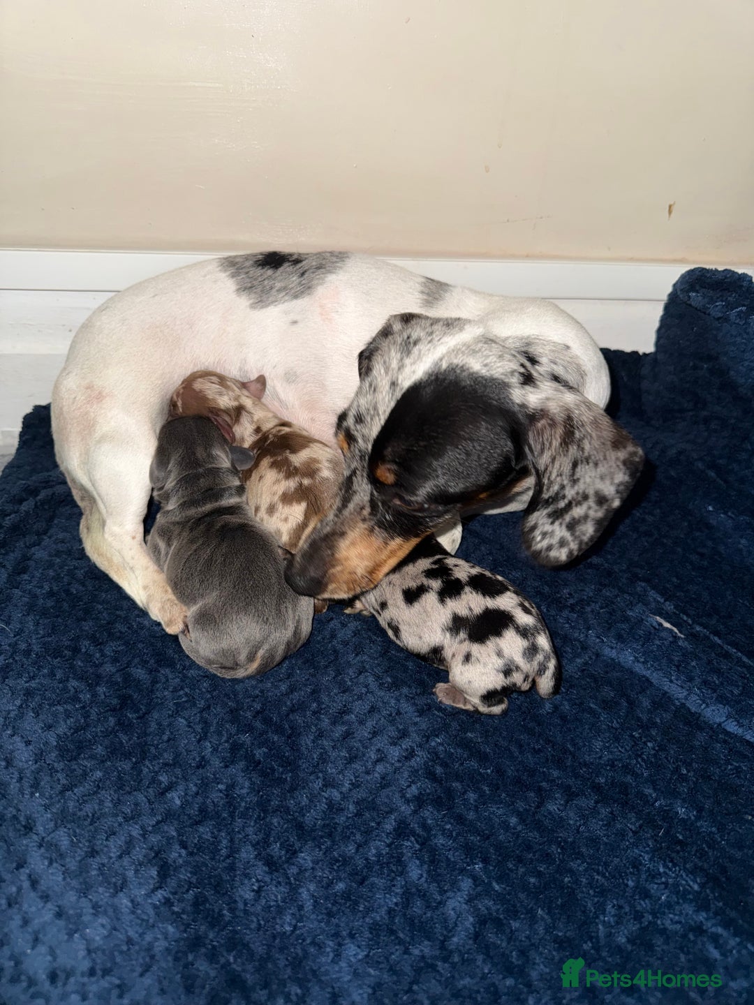 Miniature Dachshund dogs for sale: Miniature daschund puppies - Image 12