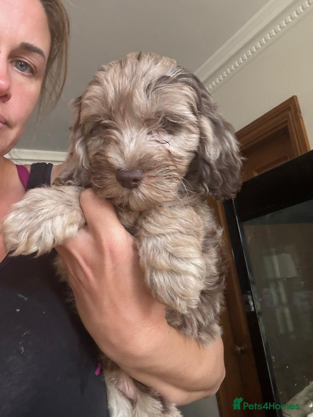 Cockapoo dogs for sale: Therapy Line F1b health tested cockapoo - Image 5