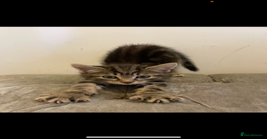 Mixed Breed cats - Advert 3