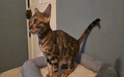 Bengal cats for sale: Registered Pure Bengal READY NOW  - Image 8