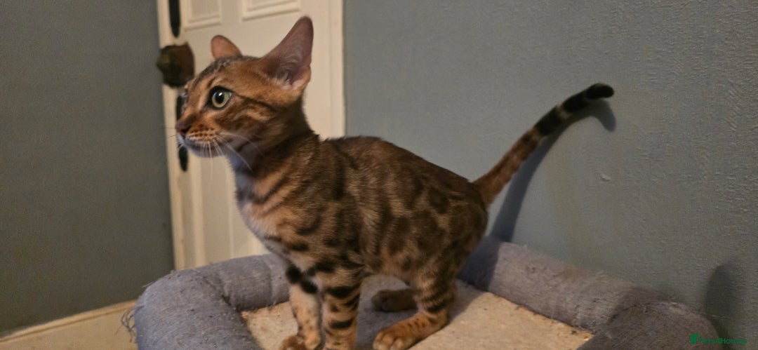 Bengal cats for sale: Registered Pure Bengal READY NOW  - Image 8