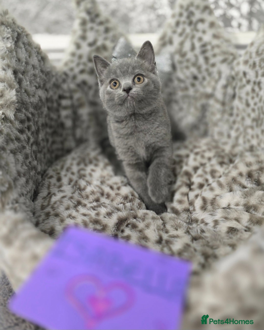 British Shorthair cats for sale: 🩷💜Beautiful British shorthair kittens 💜🩷 - Advert 16