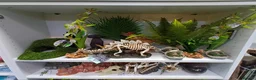 Bearded Dragon reptiles for sale: Shop bred baby bearded dragons  - Advert 11