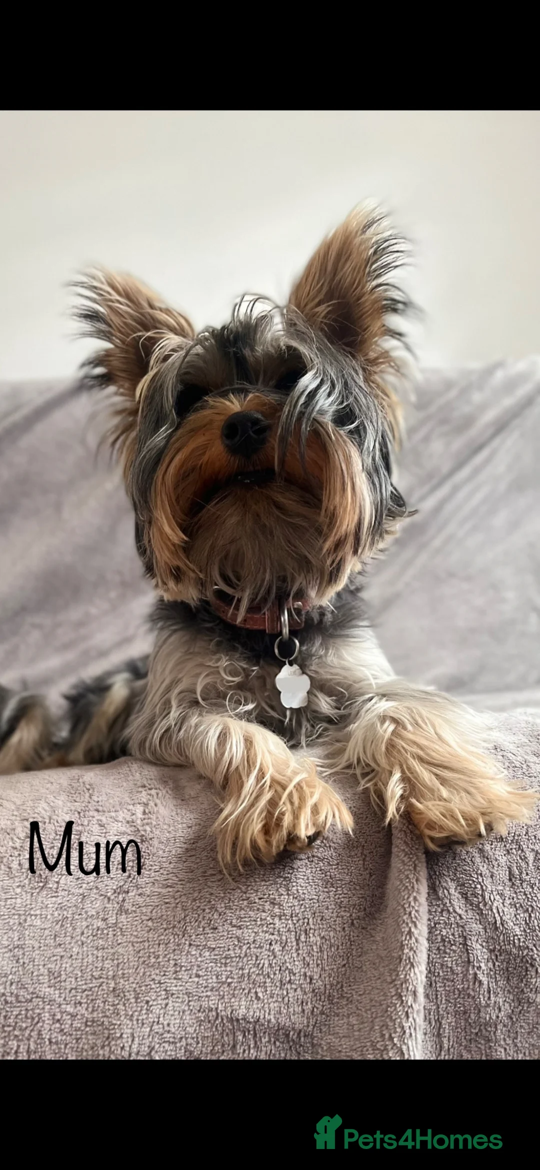 Yorkshire Terrier dogs for sale: Pure Yorkshire Terrier Puppies for sale  in Tewkesbury - Advert 2