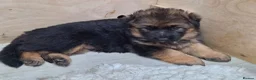 German Shepherd dogs for sale: Beautiful German shepherd puppies in Wednesbury - Advert 6
