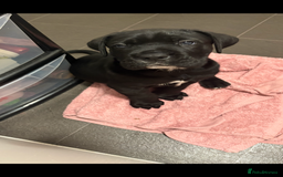 Cane Corso dogs for sale: 2 big cane Corso girls left ! Ready to go now  - Advert 13