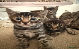 Bengal cats for sale: Bengal - Image 8