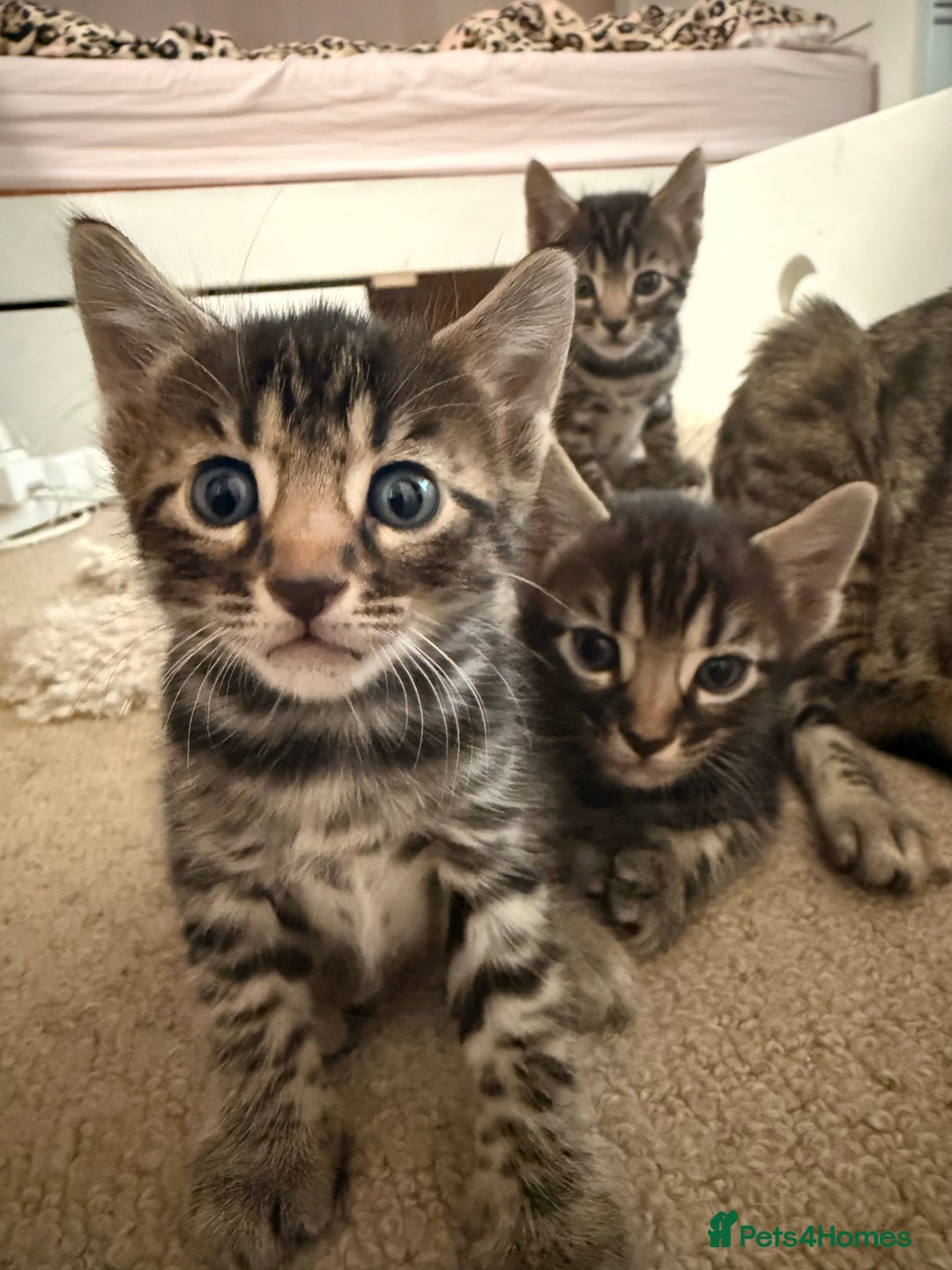 Bengal cats for sale: Bengal - Image 8