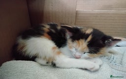 Maine Coon cats for sale: Kittens - Image 5