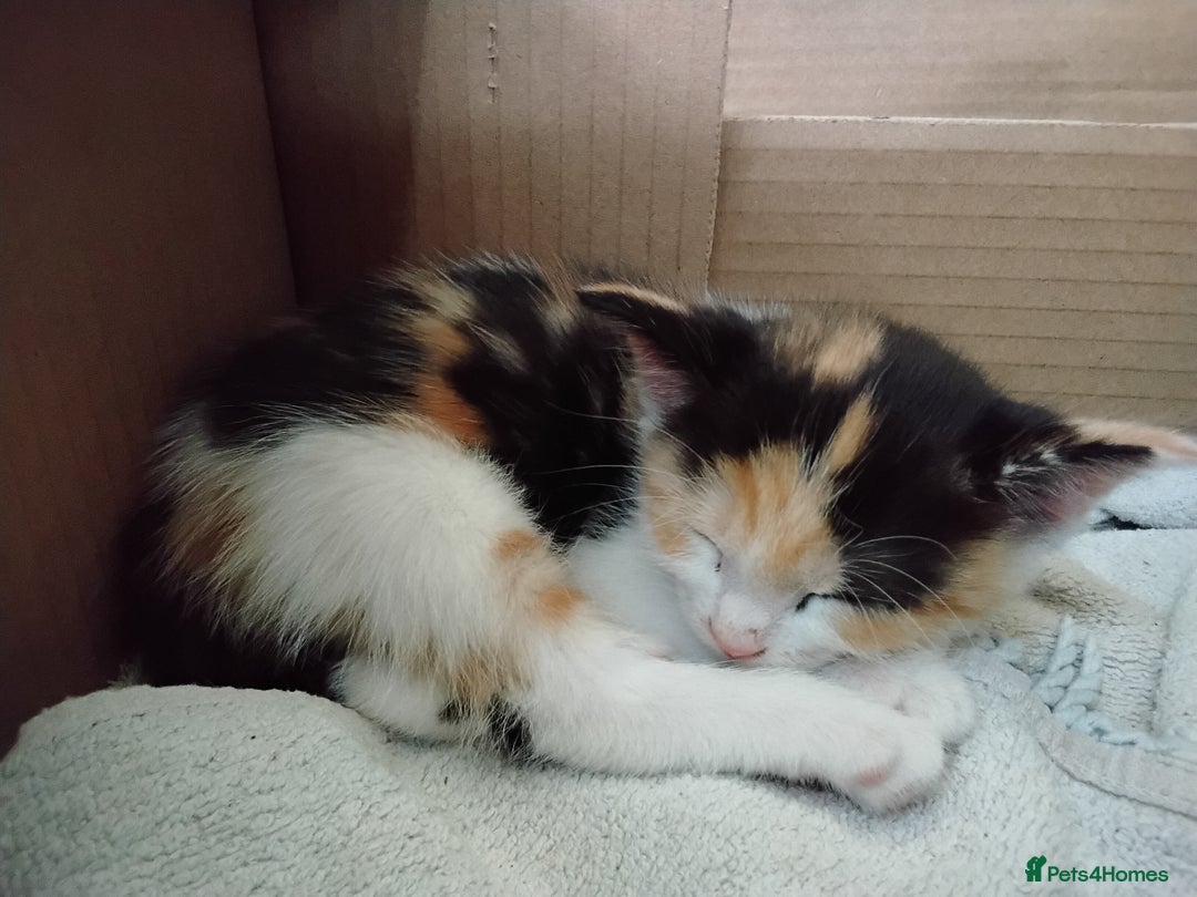 Maine Coon cats for sale: Kittens - Image 5