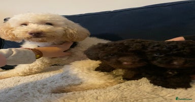 Maltipoo dogs 🩷Mini Maltipoo Girlies🩷 - Advert 16