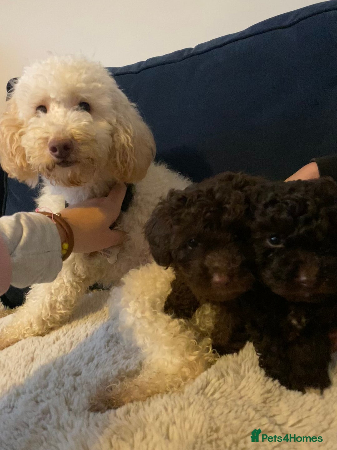 Maltipoo dogs for sale: 🩷Exceptional Maltipoo Ladies🩷 - Image 2