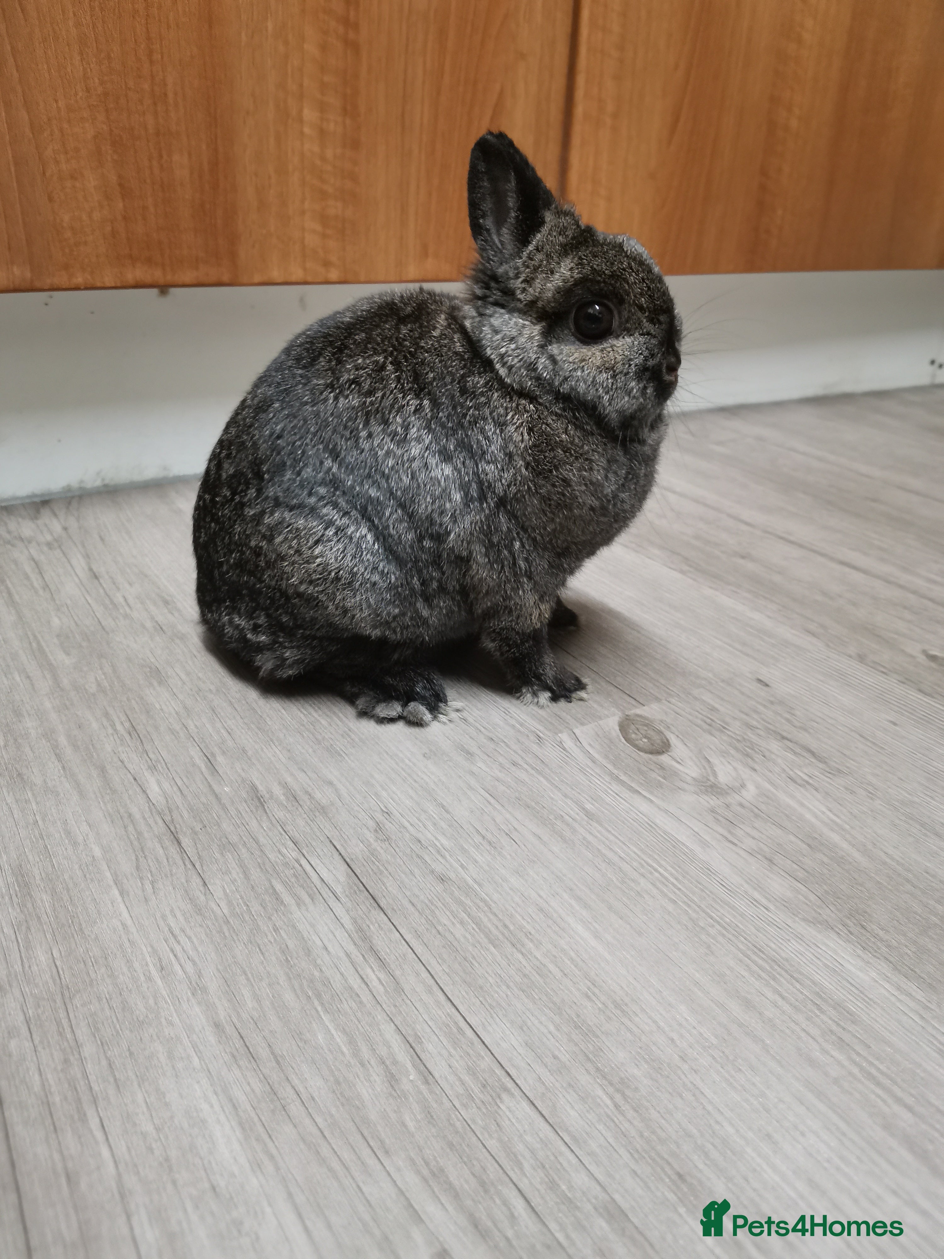 Netherland Dwarf rabbits Netherland Dwarf Rabbit  - Advert 3