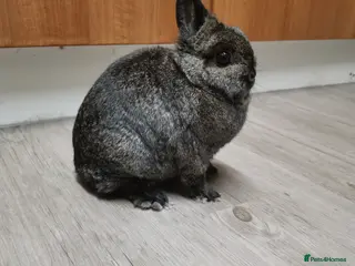 Netherland Dwarf rabbits Netherland Dwarf Rabbit - Advert 3